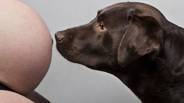 El gerente del BIOMascotas Peñafiel, Daniel García, repasa en la SER la relación de las mascotas durante el embarazo de sus dueñas.