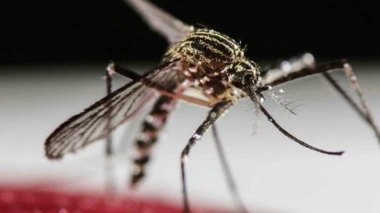 Mosquito que transmite el virus Zika