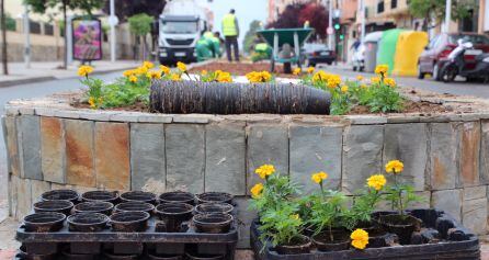 Flores de temporada en los paterres de esta vía