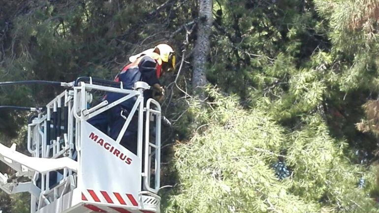 Los bomberos cortan la rama desprendida del árbol del Parque de la Concordia