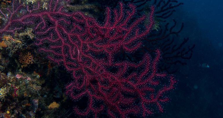 Una gorgònia vermella.