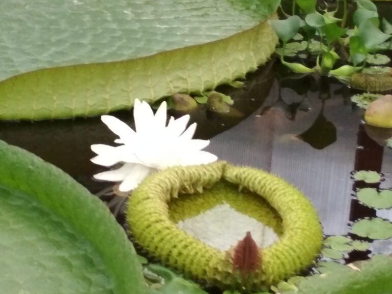 En el jardín botánico ya se puede visitar esta especie.