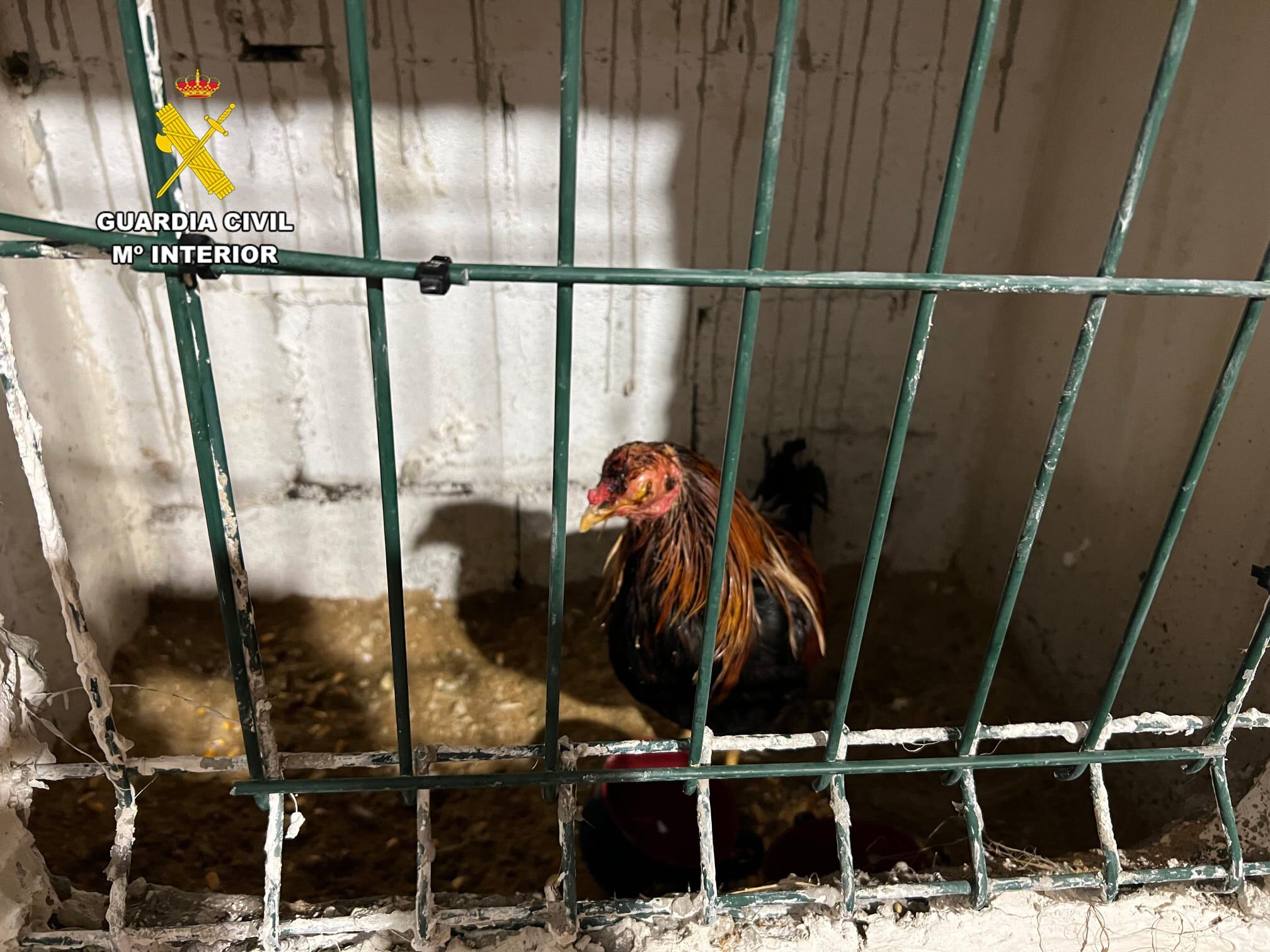 Descubrieron también perros y gallos usados para peleas