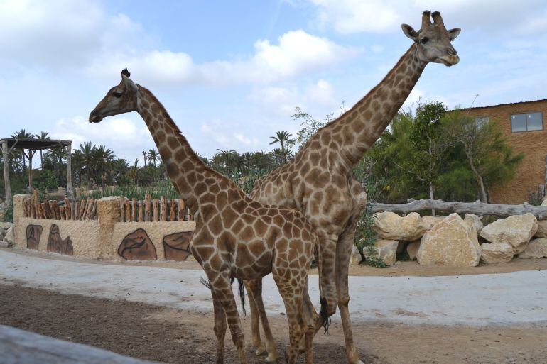 Jirafas en el Río Safari