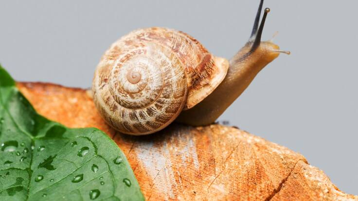 El telégrafo de los caracoles de Benoit