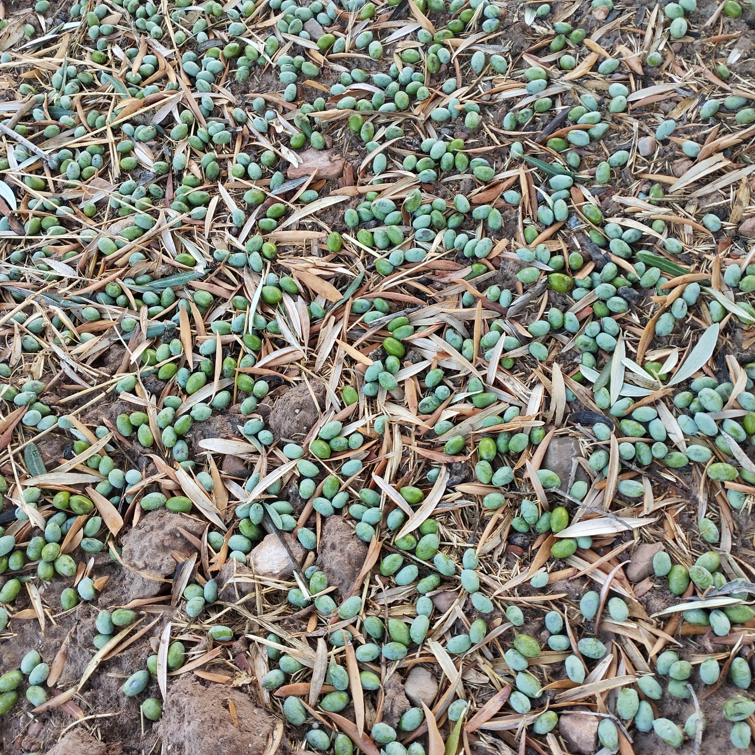 Aceituna en el suelo en un olivar de Hornos, en Peal de Becerro.