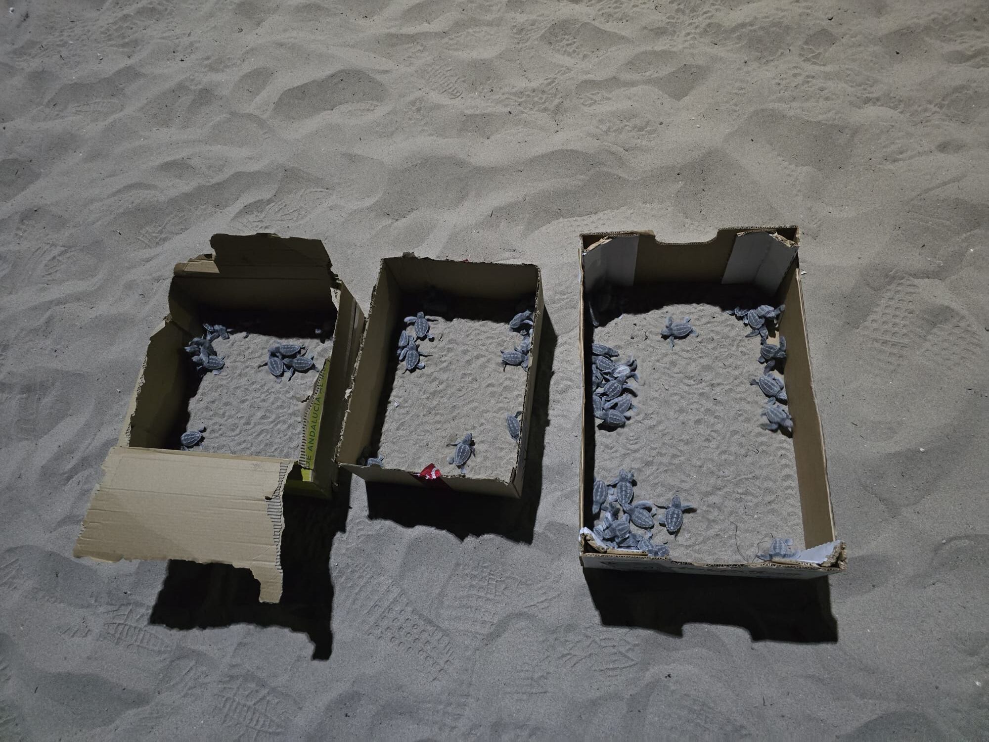  EFE/ Marc Domenech/ Ayuntamiento De El Campello