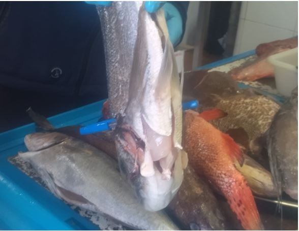 Ejemplares de pescado en restaurantes de Ibiza