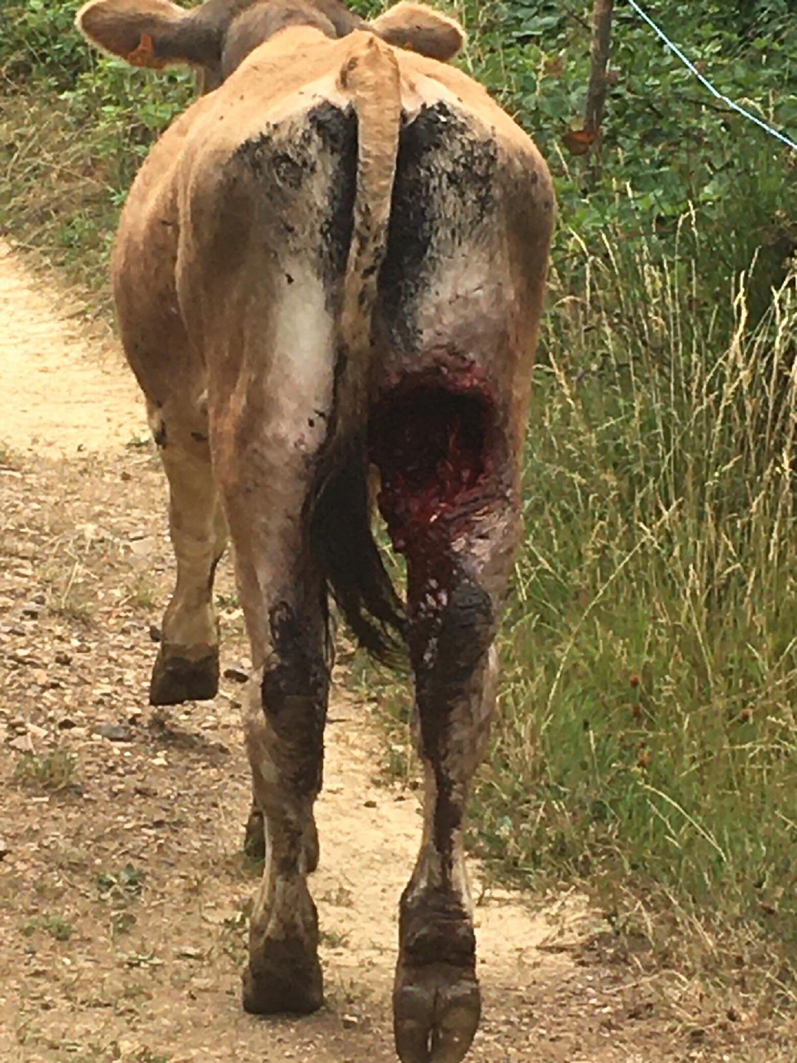 Ternero herido