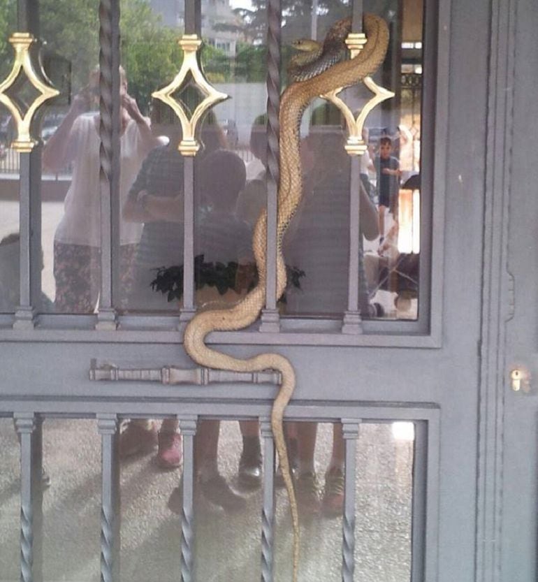 Serpiente encontrada en un portal de la calle José Maestre de Valencia