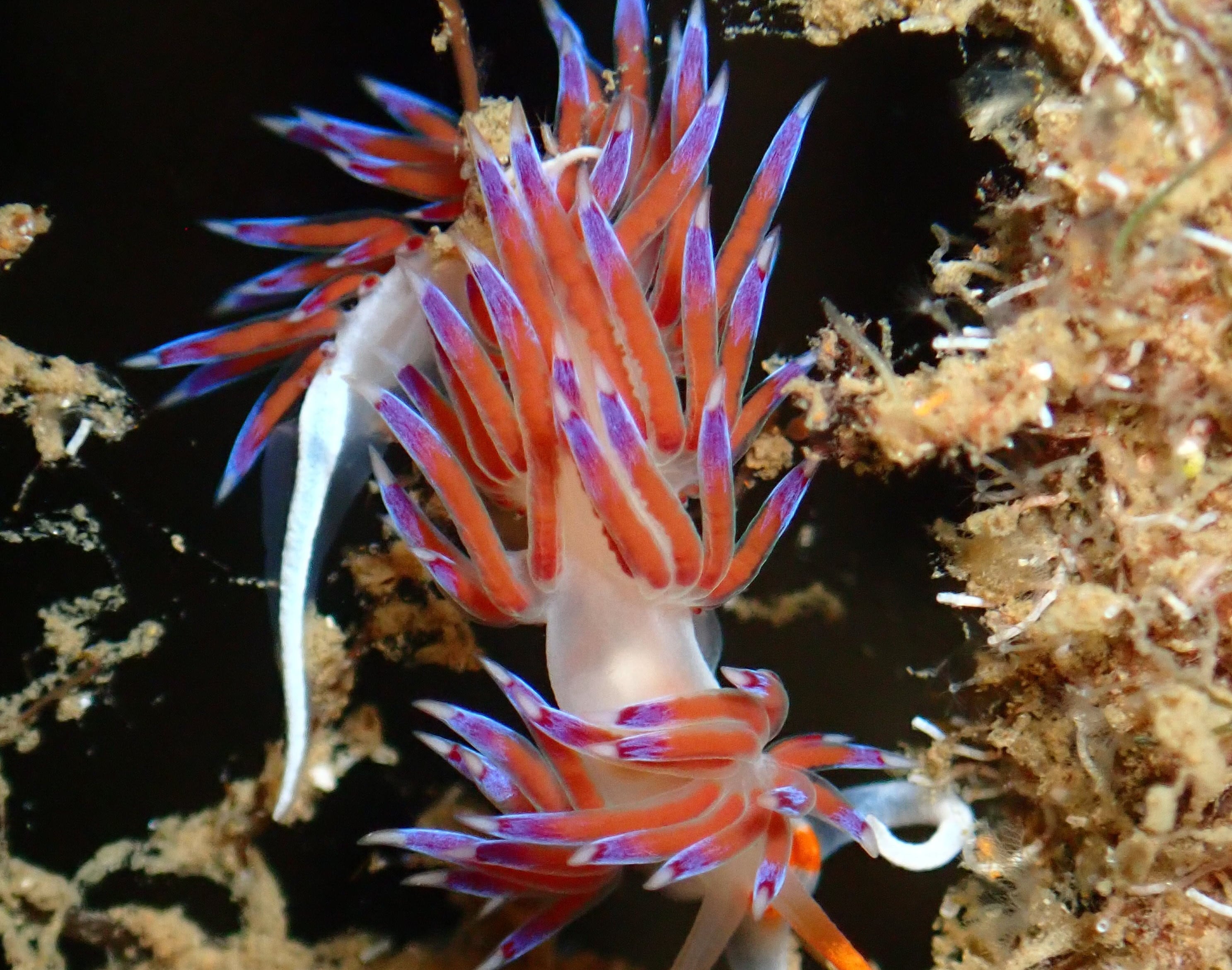 Estos elementos, denominados ‘Life Boosting Units’, actúan como arrecifes biomiméticos, diseñados para integrarse en infraestructuras portuarias sin interferir en su funcionamiento.