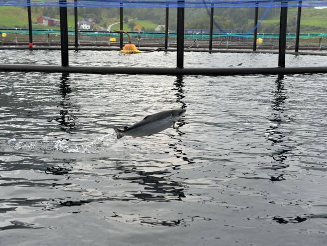 Salmón en piscifactoría/foto Eric Piermont (Getty Images)