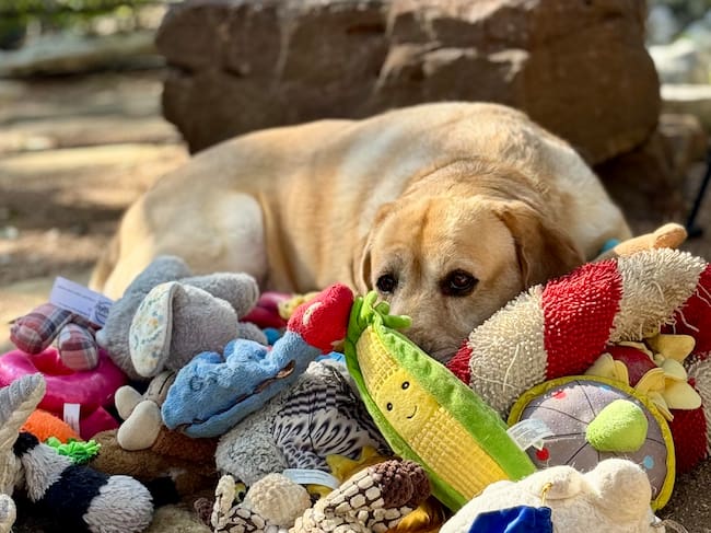 Augie, un labrador de 5,5 años de Texas, que participó en el estudio.
Crédito
Don Harvey