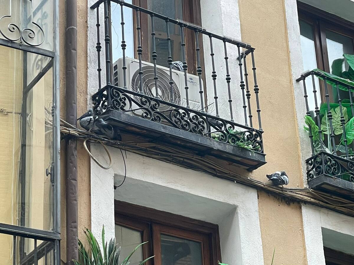 Co-ser Toledo: el problema de las palomas (25/09/2024)