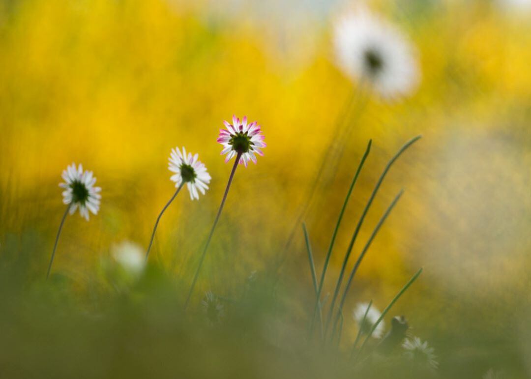 La primavera, mala época para los alérgicos al polen. 