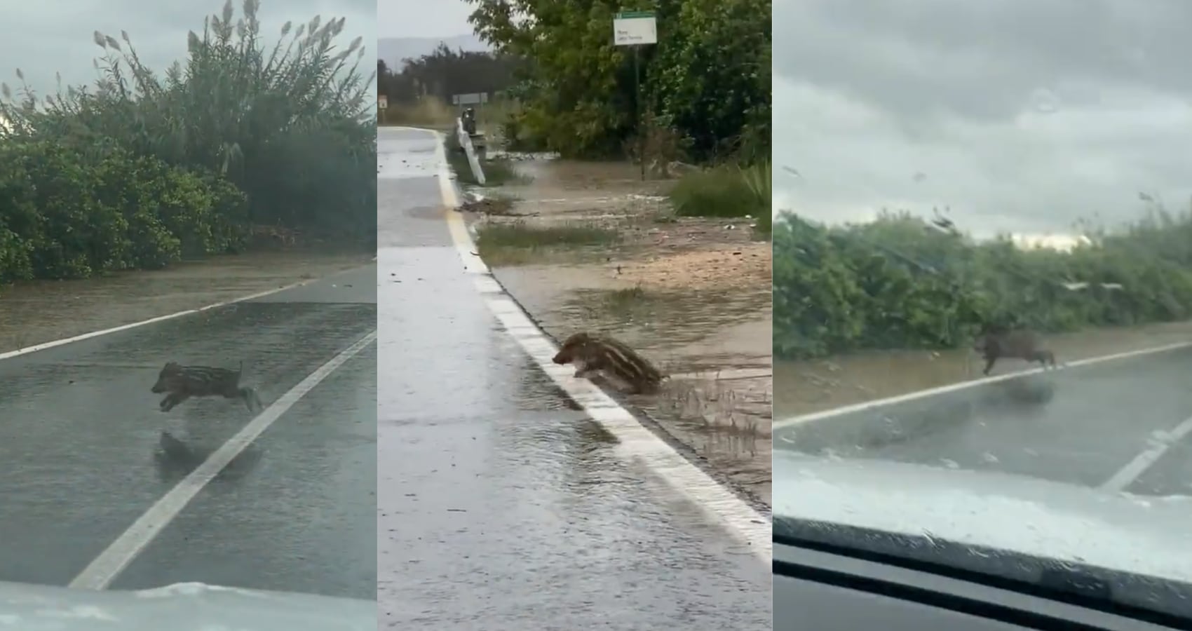 Jabalíes nadando en Carcaixent