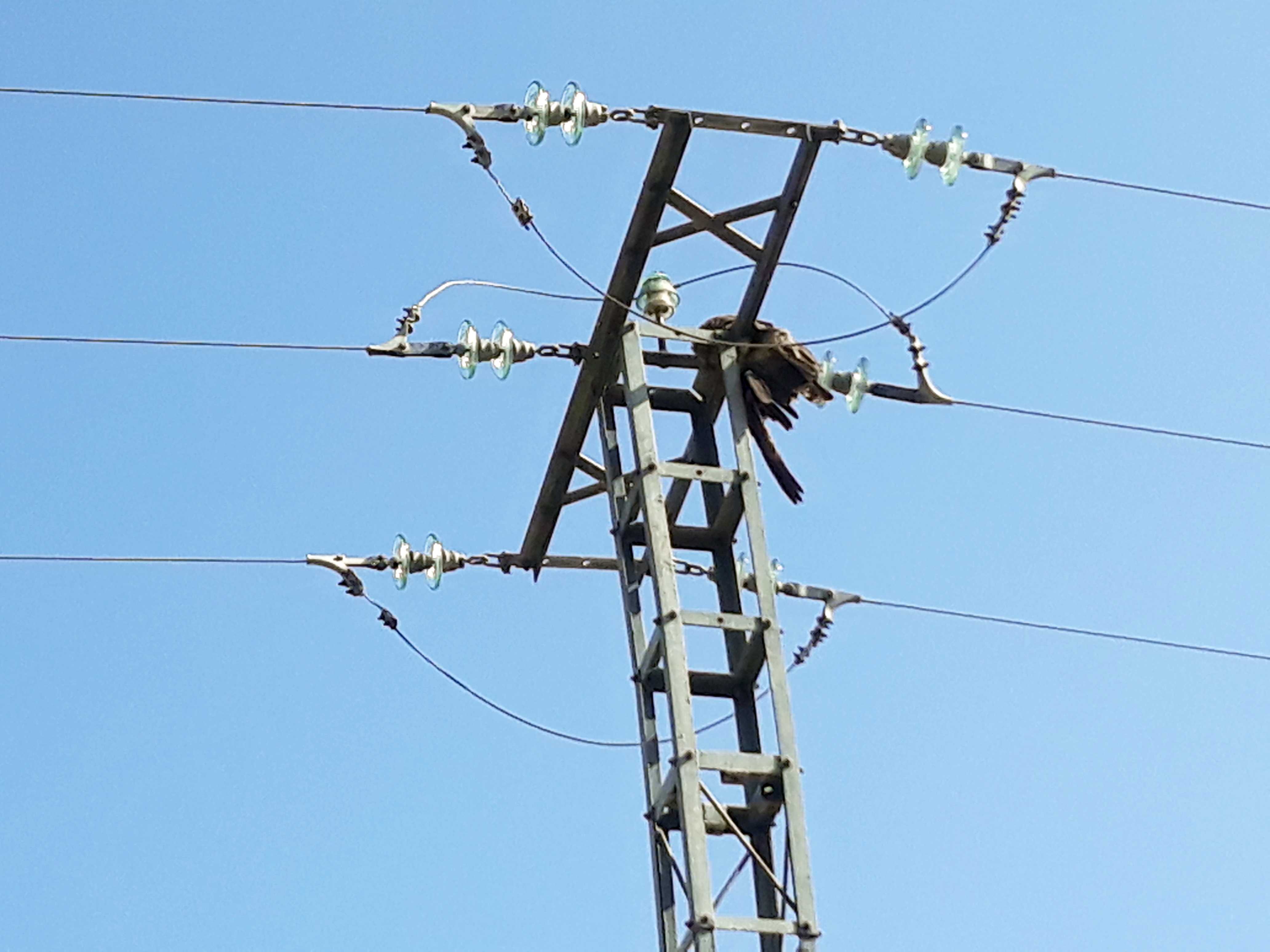 Restos de un ave electrocutada en un tendido eléctrico