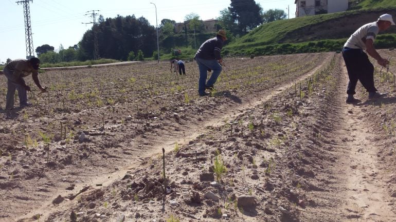 Temporeros recogiendo espárragos en Torre del Burgo