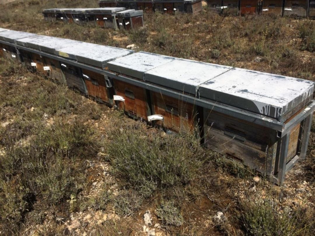 Colmenar trashumante en la zona de Sepúlveda