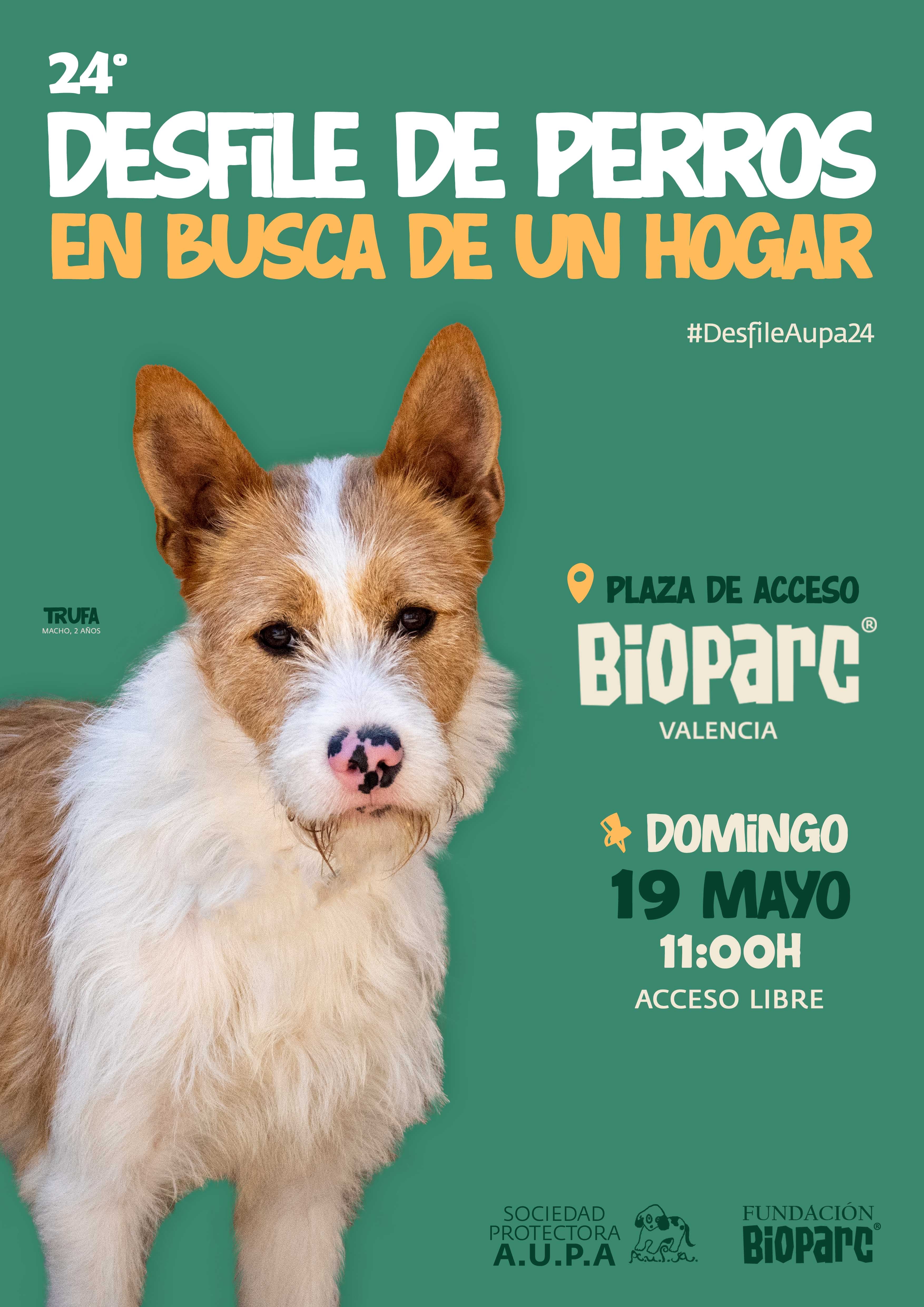 Cartel 24 desfile de perros en busca de un hogar AUPA - BIOPARC - 2024