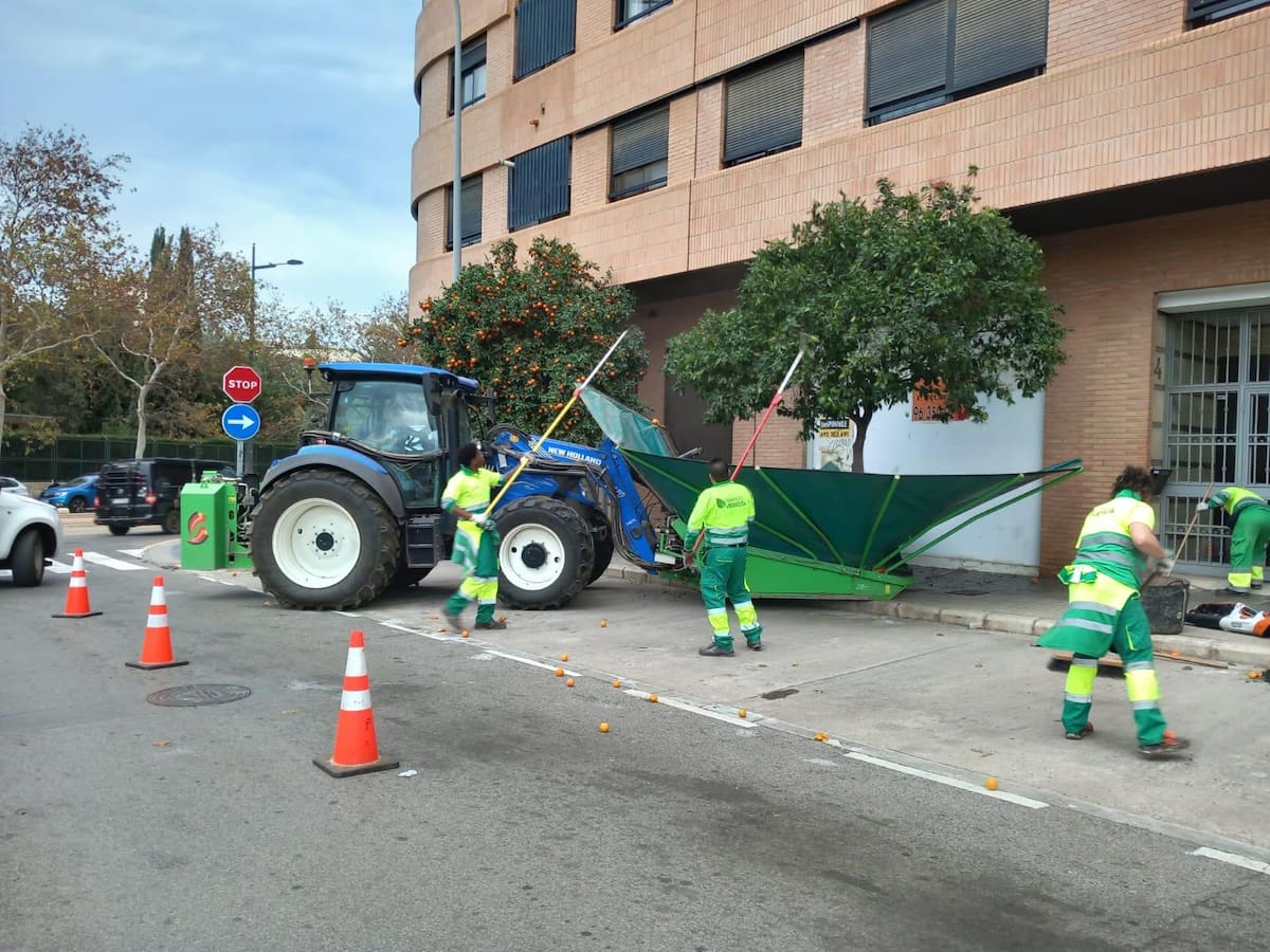 Recogidas más de 340 toneladas de naranjas de los naranjos ornamentales de València