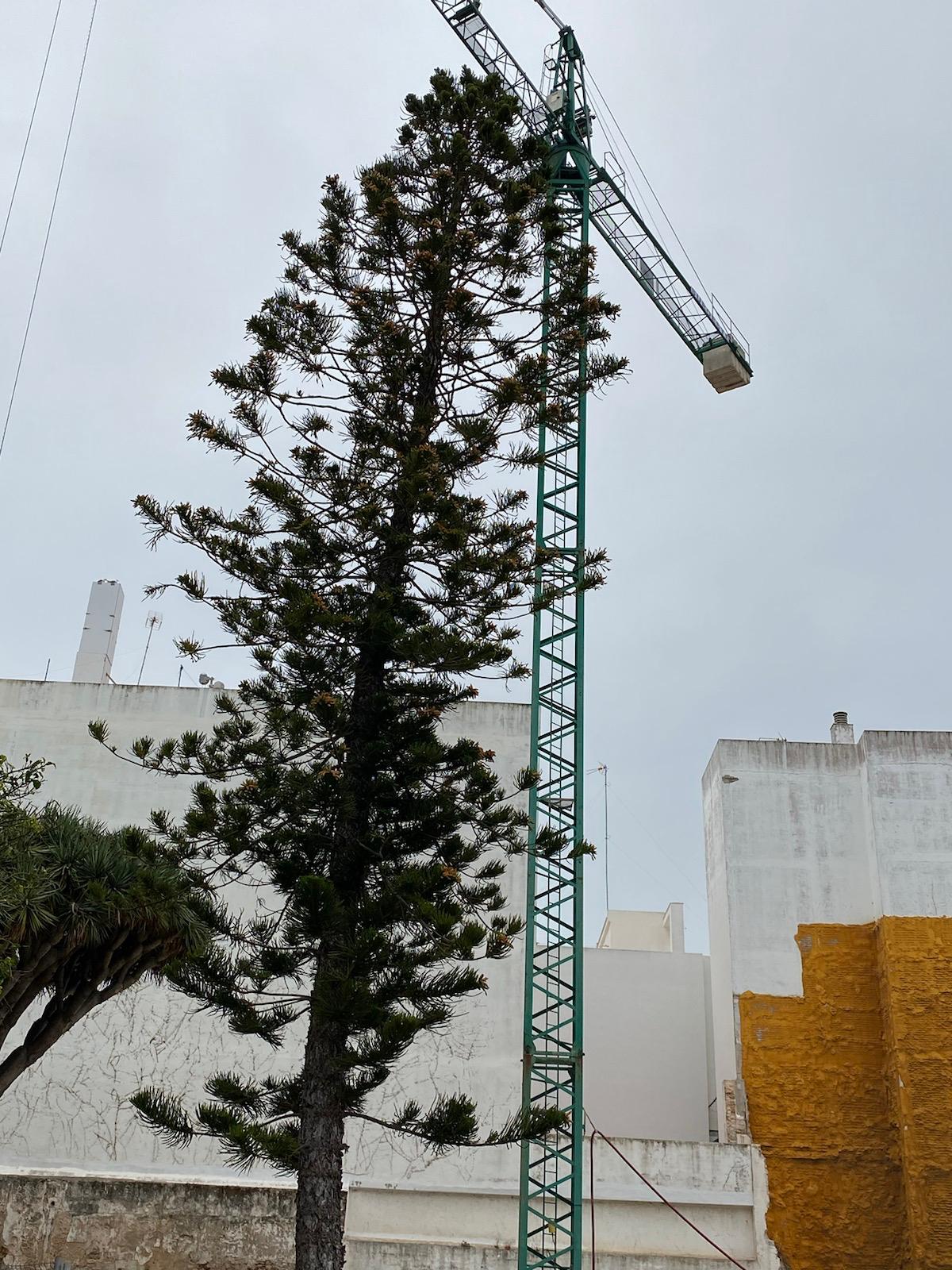 La araucaria del chalet de Abarzuza en el transcurso de las obras.