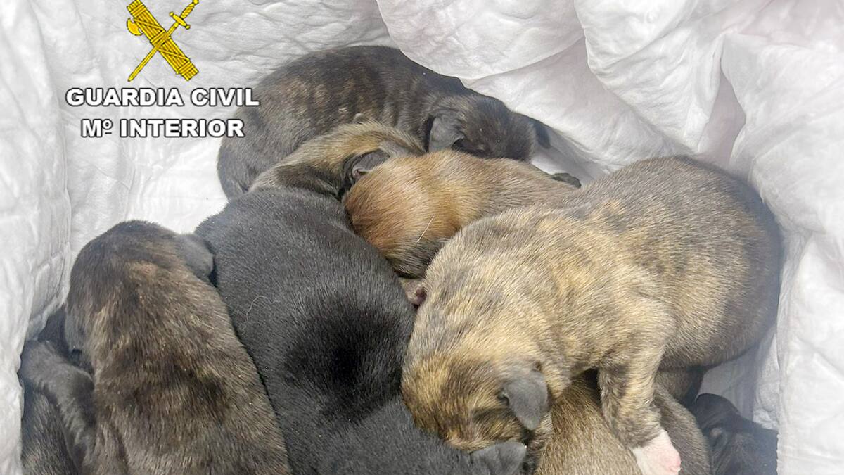 Rescatados en Cieza 11 cachorros de perro que iban a ser abandonados
