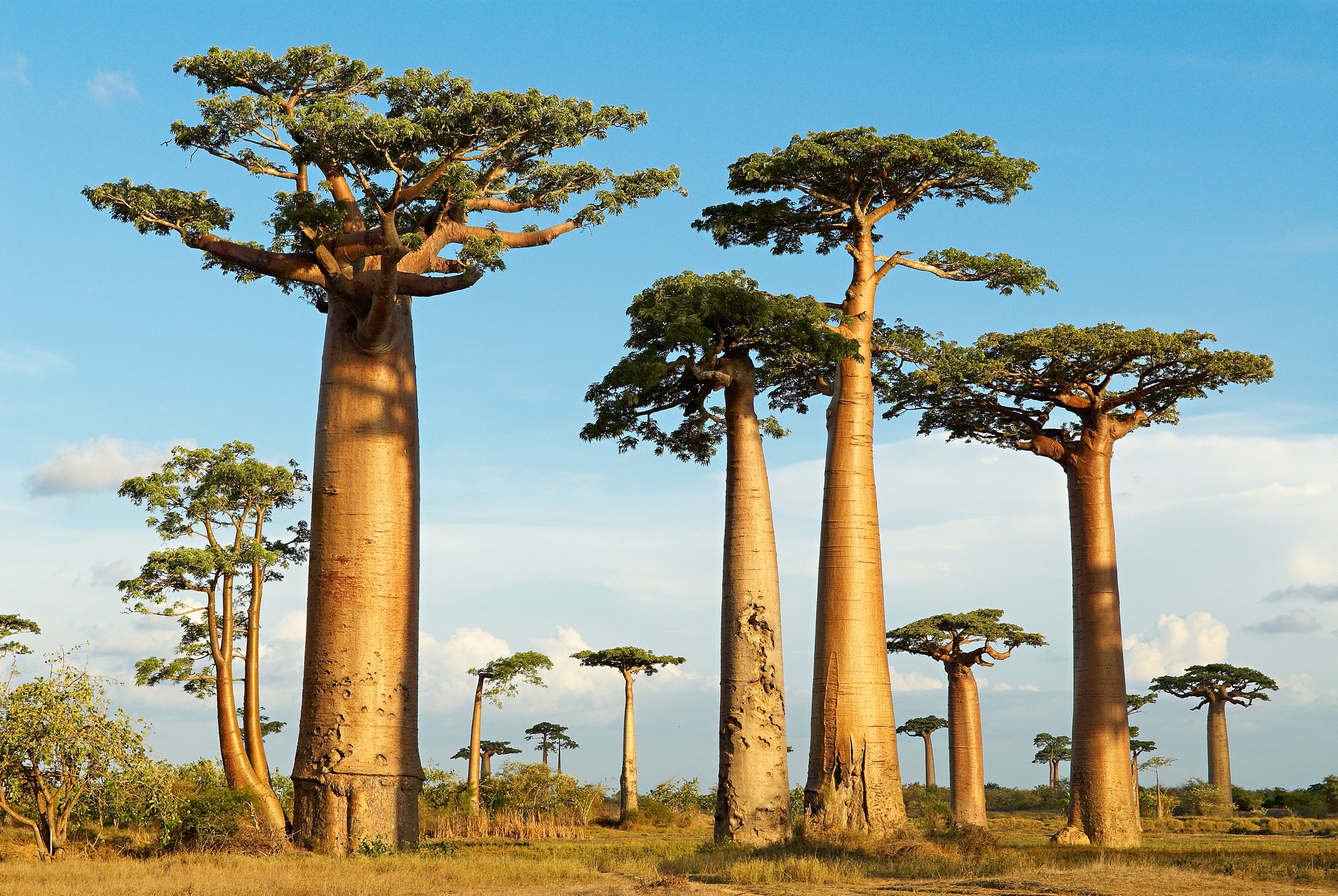 Baobabs típicos de la ciudad de Morondava, en Madagascar.