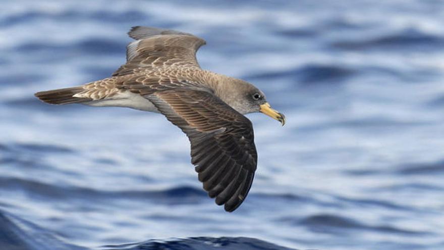 Vuelo de una pardela cenicienta