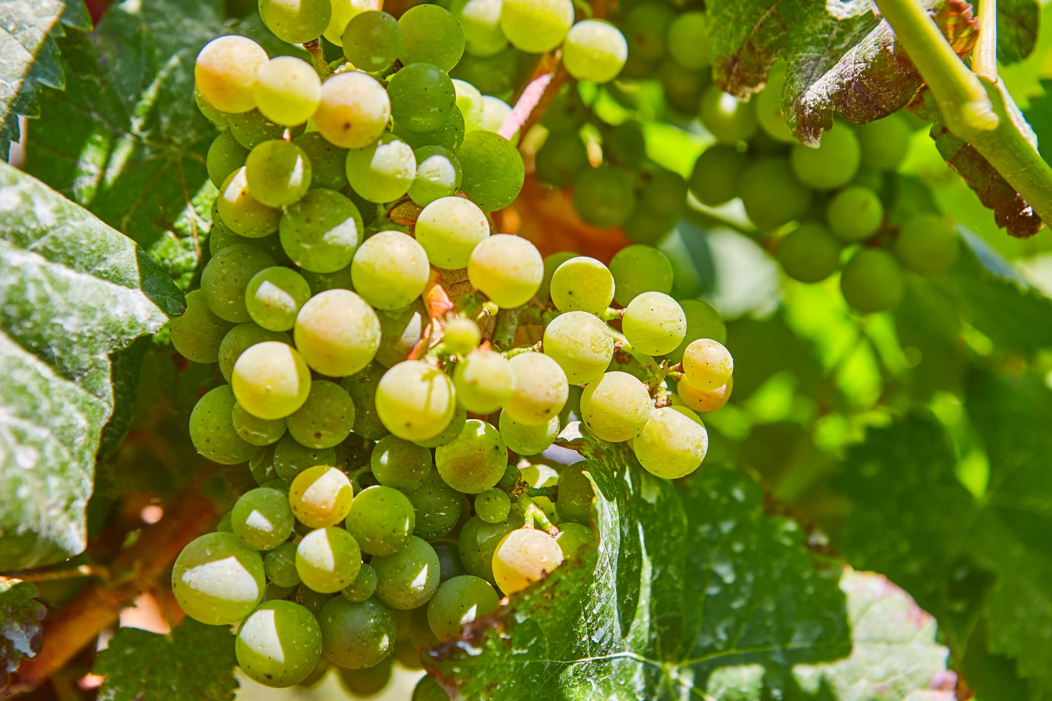 Racimo de godello