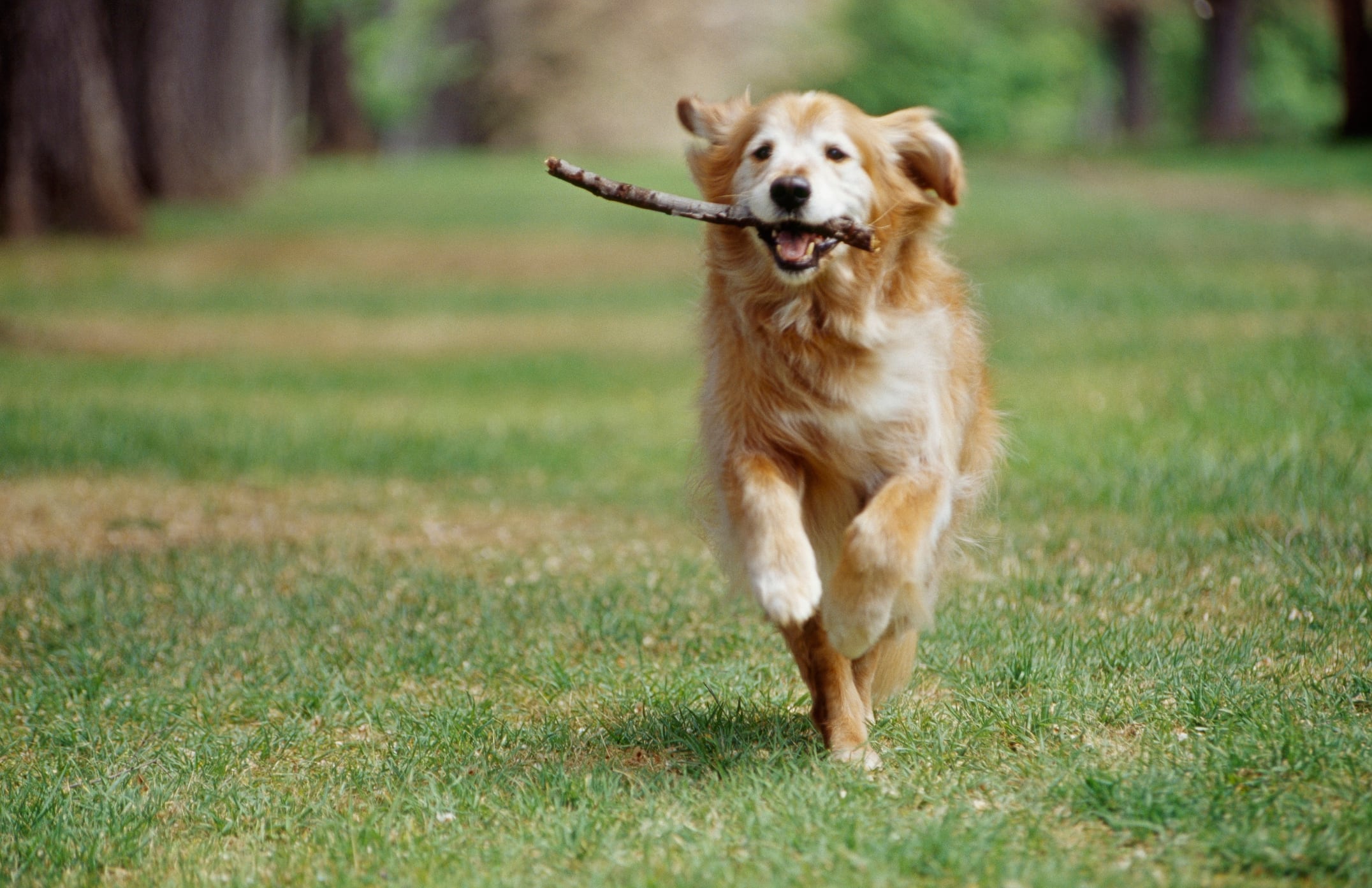 Ejemplar de golden retriever.