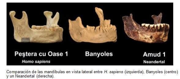 Comparació de mandíbules