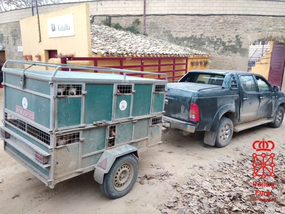 Denunciado en Olite un cazador que portaba 23 perros en un remolque, 13 de ellos sin regularizar