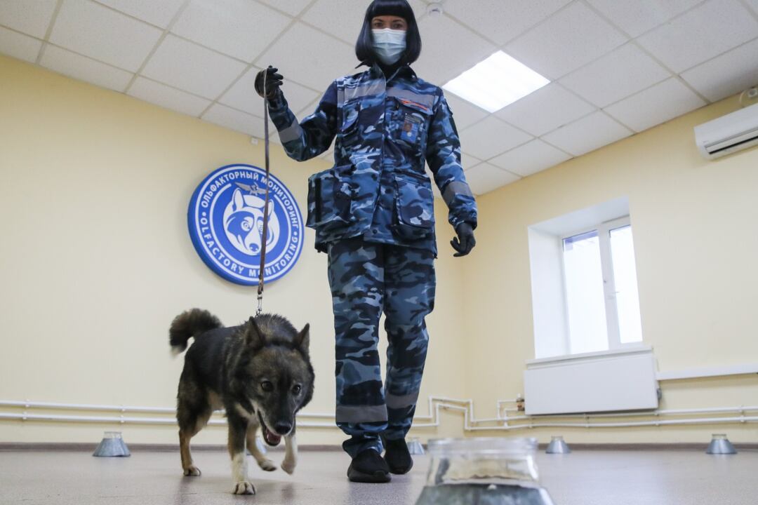 Entrenamiento de perros para detectar COVID