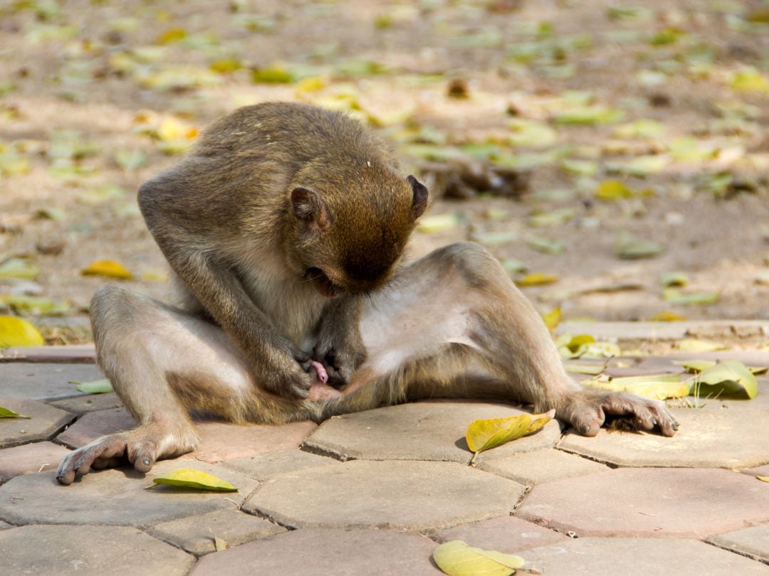 Un mono en un zoo de Tailandia