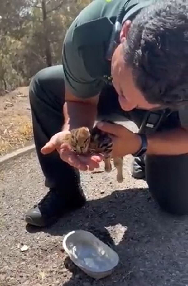 La Guardia Civil ayudando a un gato.