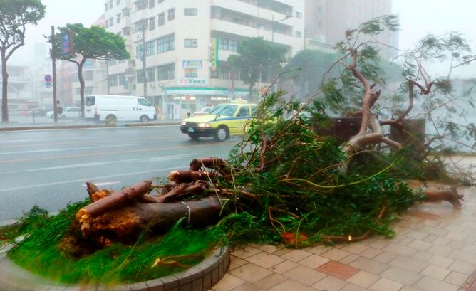 Un árbol arrancado del suelo debido a los fuertes vientos.