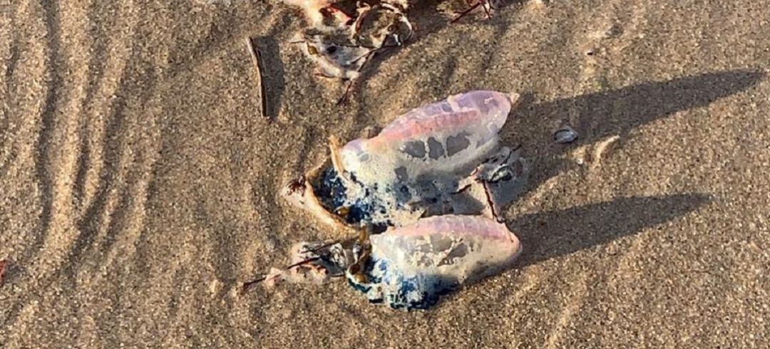 Carabelas portuguesas