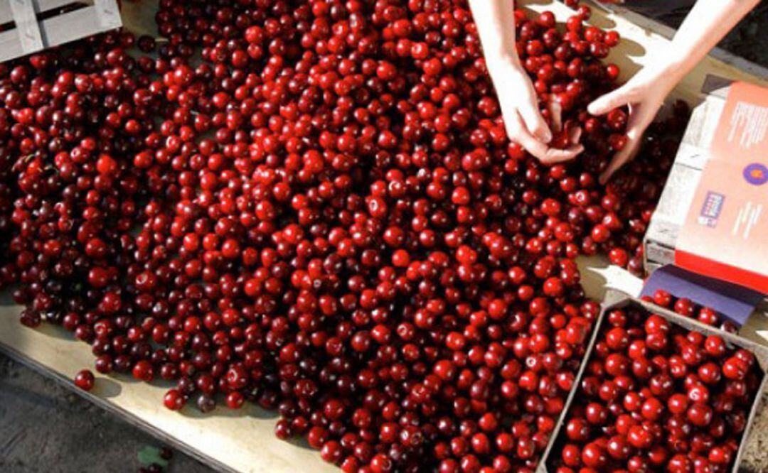 Mesa de selección de cerezas picotas