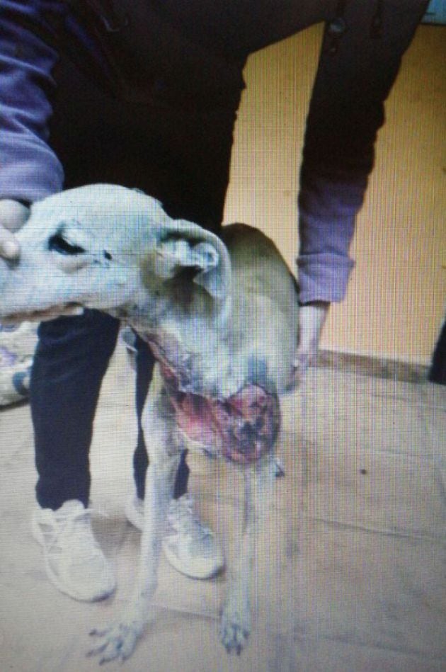 Un galgo tras ser rescatado de- según afirma la protectora de animales de Úbeda (Jaén)- una pelea