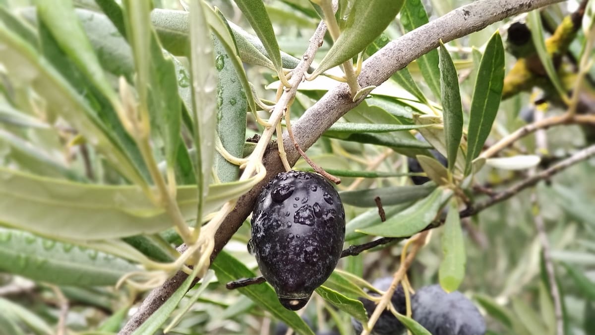 Jaraíz (08/02/2025)