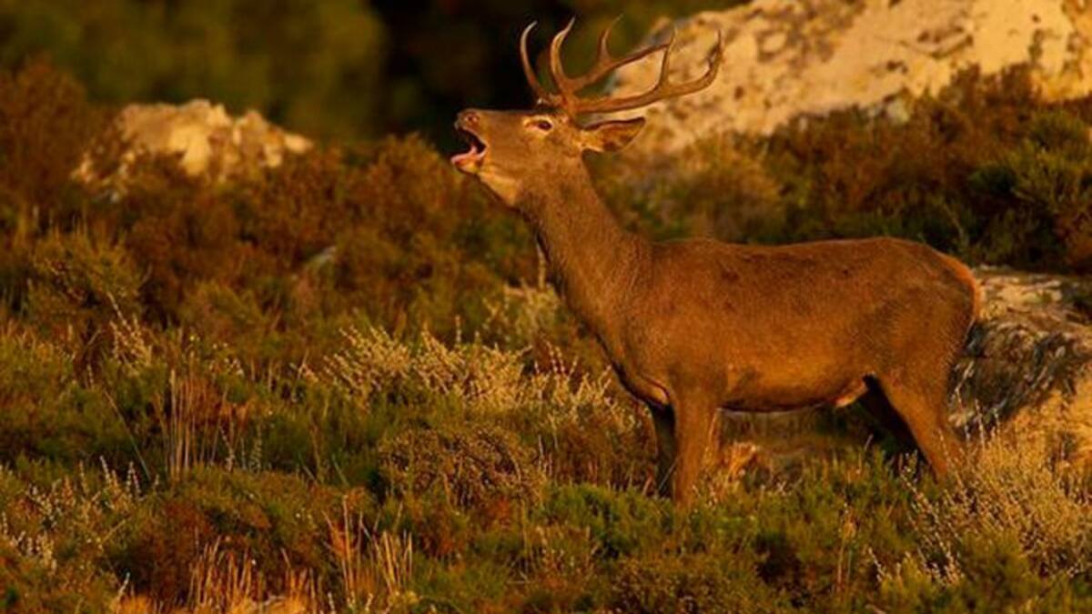 Flamenco y naturaleza