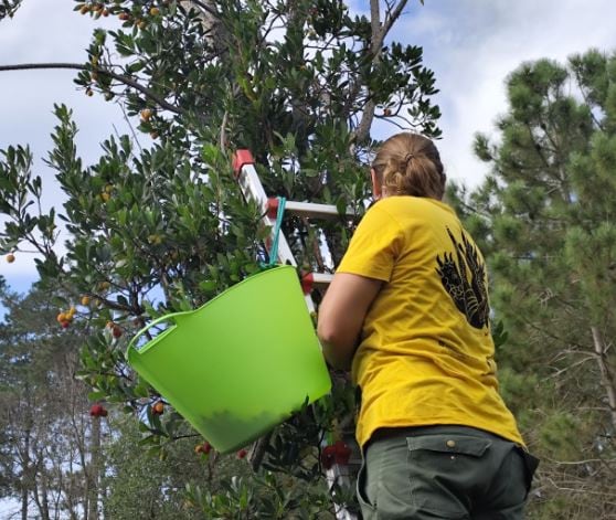 Recolectando madroños.