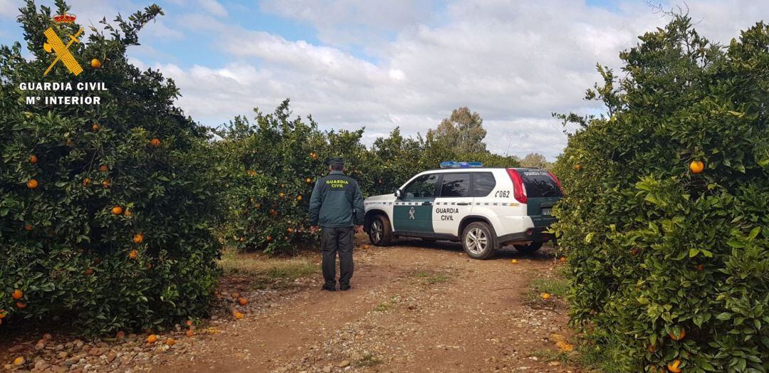 Agentes de la Guardia Civil en una plantación de naranja