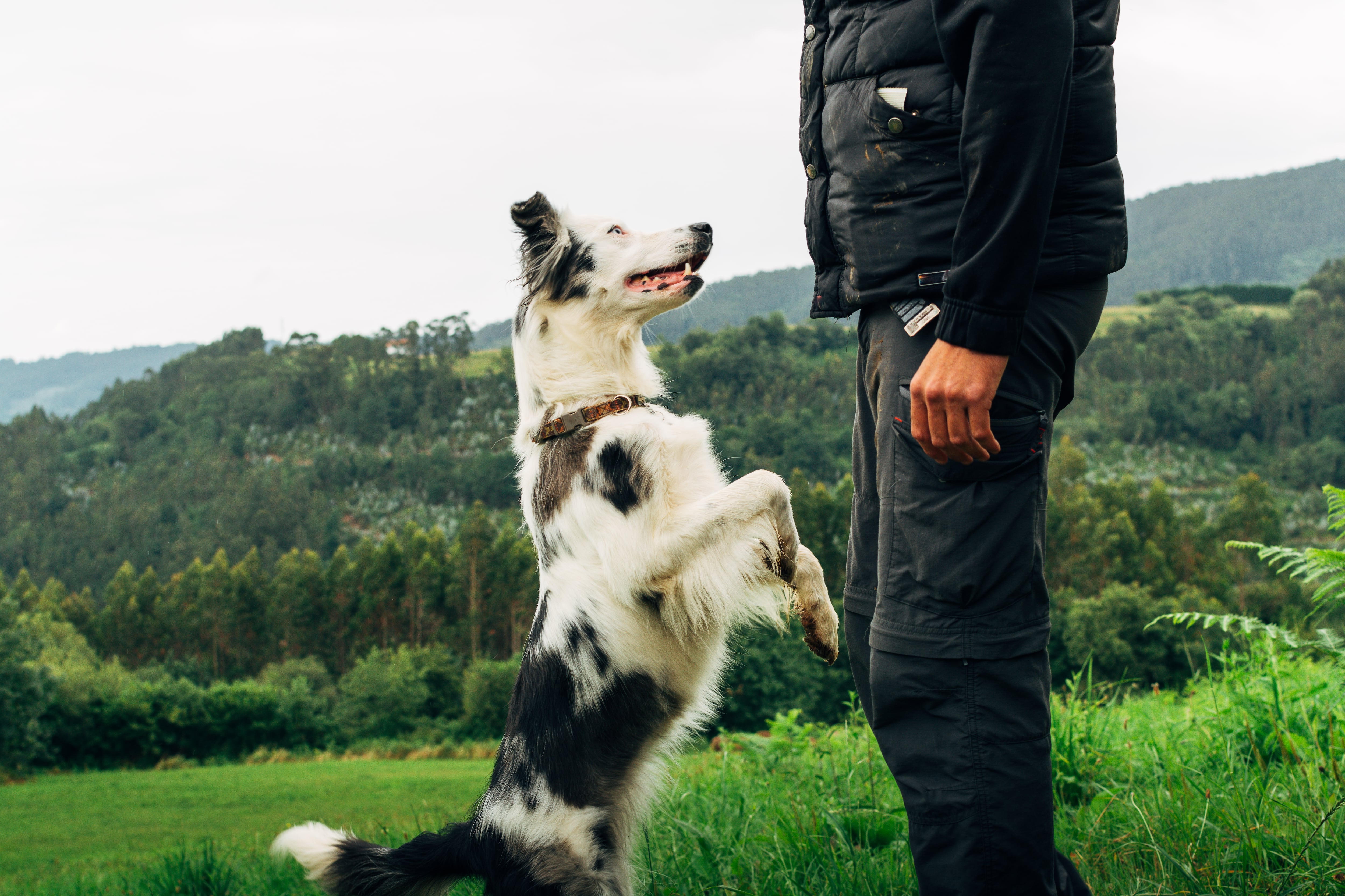 Descubren dos mutaciones genéticas que podrían haber sido clave para domesticar a los perros.