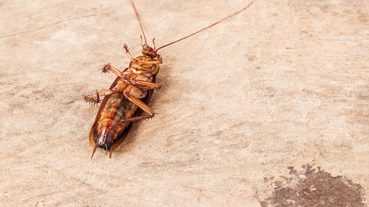 Hablamos con Roberto Sotomayor, concejal de Medio Ambiente de Paracuellos de Jarama, sobre las medidas de control de plaga de cucarachas
