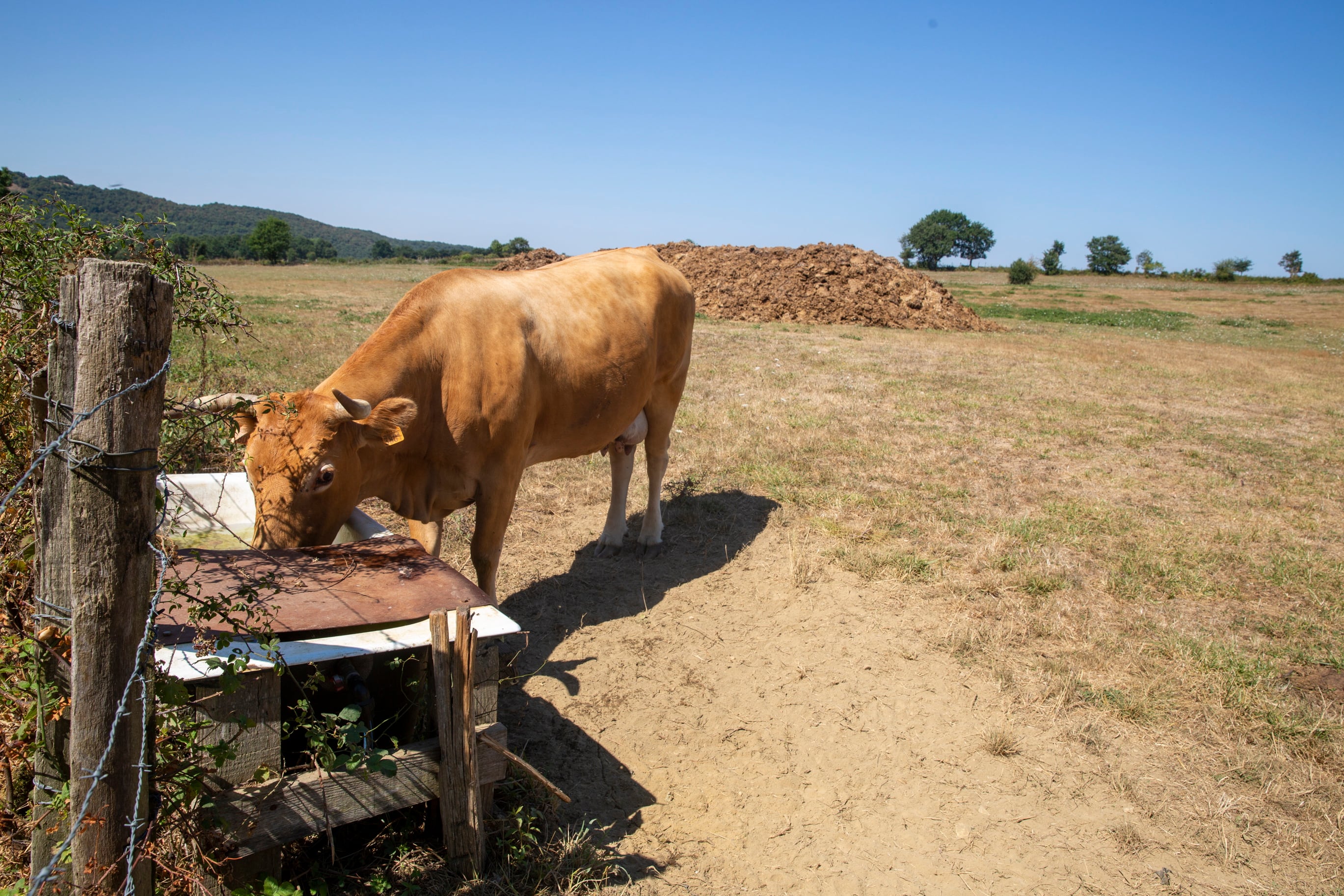 Una vaca bebe de un abrevadero.