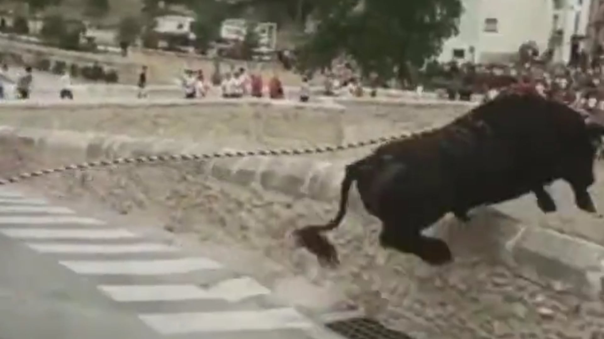 Sacrifican a un toro que se rompió las patas al saltar al vacío desde una altura de más de 10 metros en unas fiestas de Ontinyent