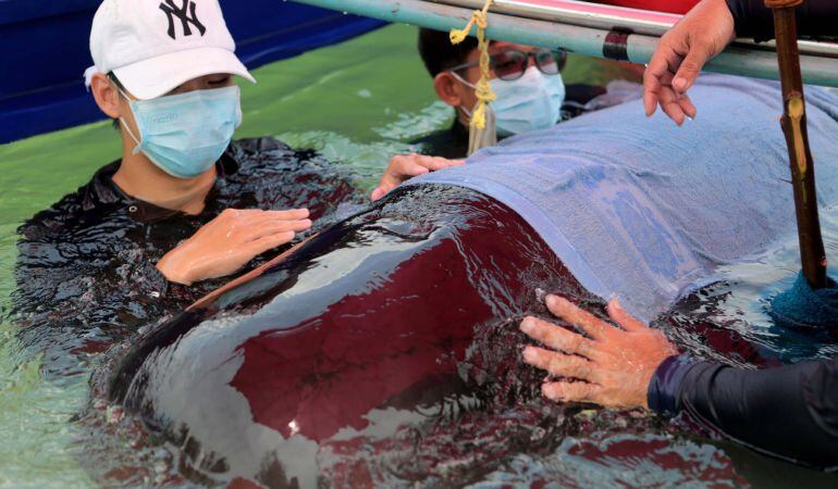 Funcionarios biólogos marinos intentan rescatar a la ballena piloto de aletas cortas  en un canal en la provincia de Songkhla, al sur de Tailandia.