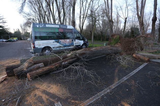 Árbol derribado por el viento en el aparcamiento del Pabellón Municipal de Deportes de Palencia